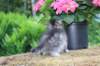 esthergirl5weeks13663_small.jpg