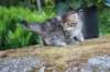 esthergirl5weeks13667_small.jpg