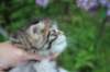 esthergirl5weeks13675_small.jpg