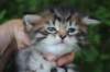 esthergirl5weeks13676_small.jpg