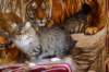 eliseyzaimkaua70_small.jpg