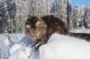 fiamurinephratah9monthsfebruary9202165_small.jpg