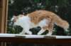 esaiasakaemppu4kk10vrk199115_small.jpg