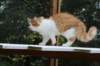 esaiasakaemppu4kk10vrk199117_small.jpg