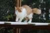 esaiasakaemppu4kk10vrk199118_small.jpg
