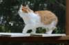 esaiasakaemppu4kk10vrk199122_small.jpg
