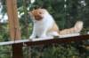 esaiasakaemppu4kk10vrk199148_small.jpg