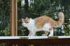 esaiasakaemppu4kk10vrk199156_small.jpg