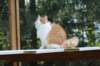 esaiasakaemppu4kk10vrk199159_small.jpg