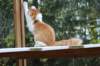 esaiasakaemppu4kk10vrk199162_small.jpg