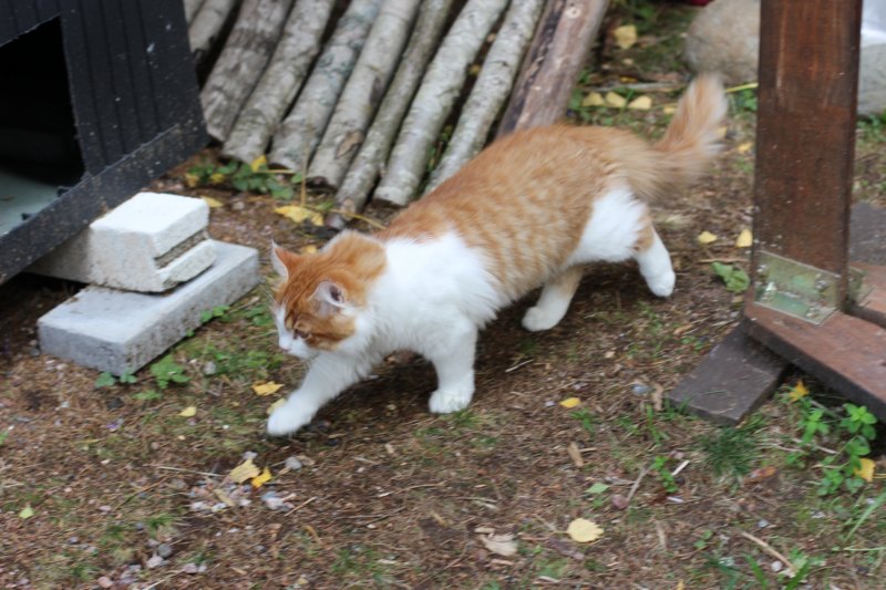 esaiasakaemppu4kk10vrk199199.jpg