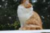 esaiasakaemppu4kk10vrk19922_small.jpg