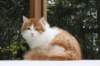 esaiasakaemppu4kk10vrk19928_small.jpg