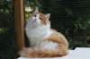 esaiasakaemppu4kk10vrk19940_small.jpg