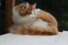 esaiasakaemppu4kk10vrk19957_small.jpg