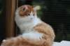 esaiasakaemppu4kk10vrk19962_small.jpg