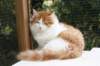 esaiasakaemppu4kk10vrk19975_small.jpg