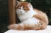 esaiasakaemppu4kk10vrk19976_small.jpg