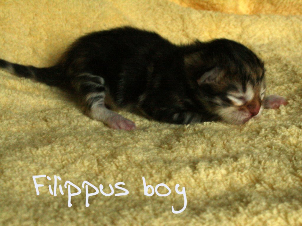 filippusboycltabbywhite4.jpg