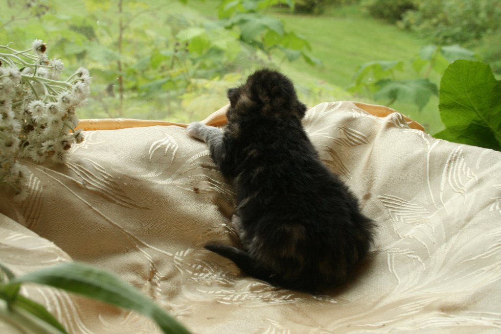 fanuelclassicbrowntabbysibn2223.jpg