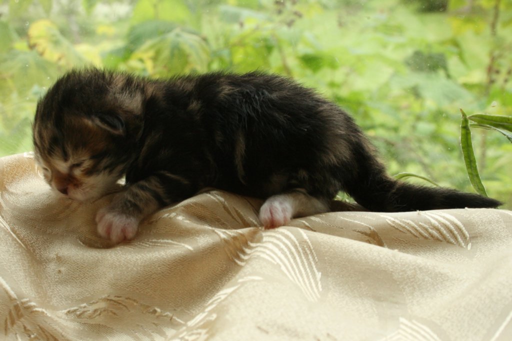 filippusclassicbrowntabbywithwhitesibn092222.jpg