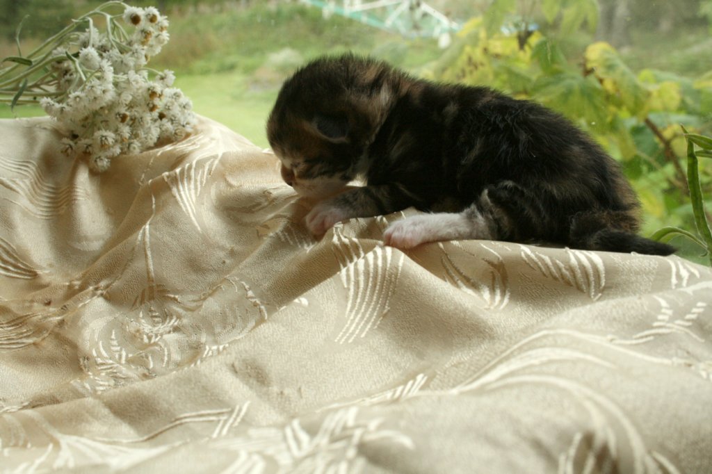 filippusclassicbrowntabbywithwhitesibn092225.jpg