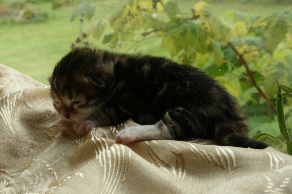 filippusclassicbrowntabbywithwhitesibn092227.jpg