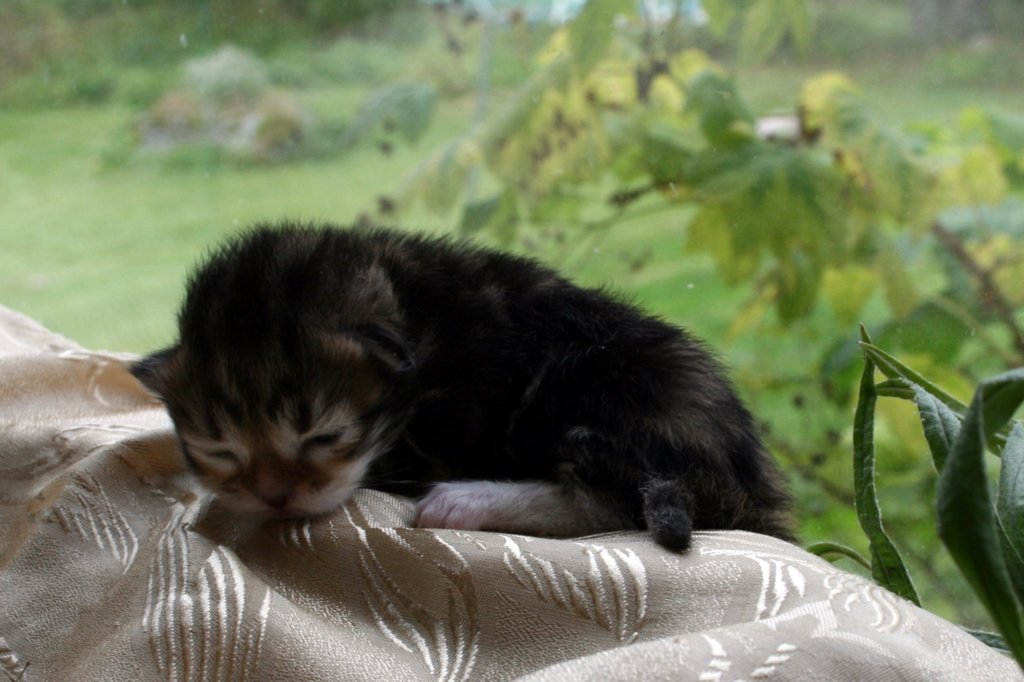 filippusclassicbrowntabbywithwhitesibn092230.jpg