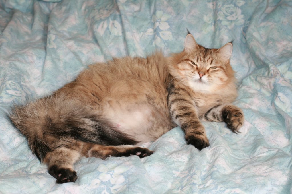 fiamurinneripregnant84201611.jpg