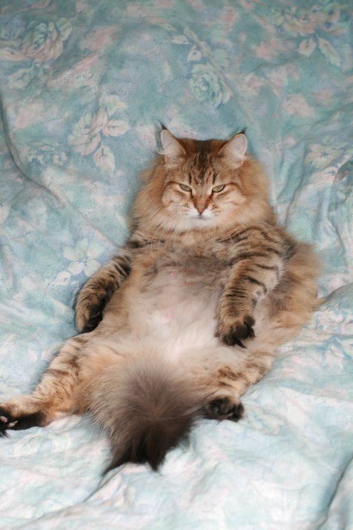 fiamurinneripregnant84201627.jpg