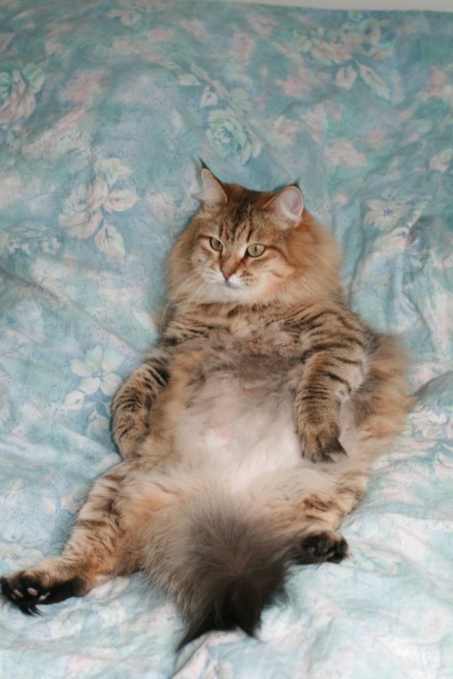 fiamurinneripregnant84201628.jpg