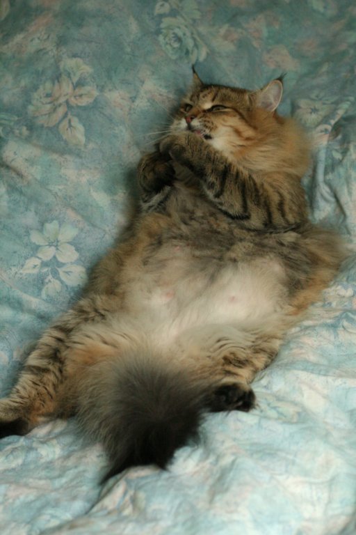 fiamurinneripregnant84201633.jpg