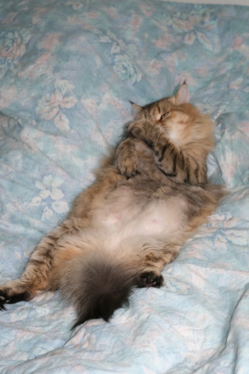 fiamurinneripregnant84201636.jpg