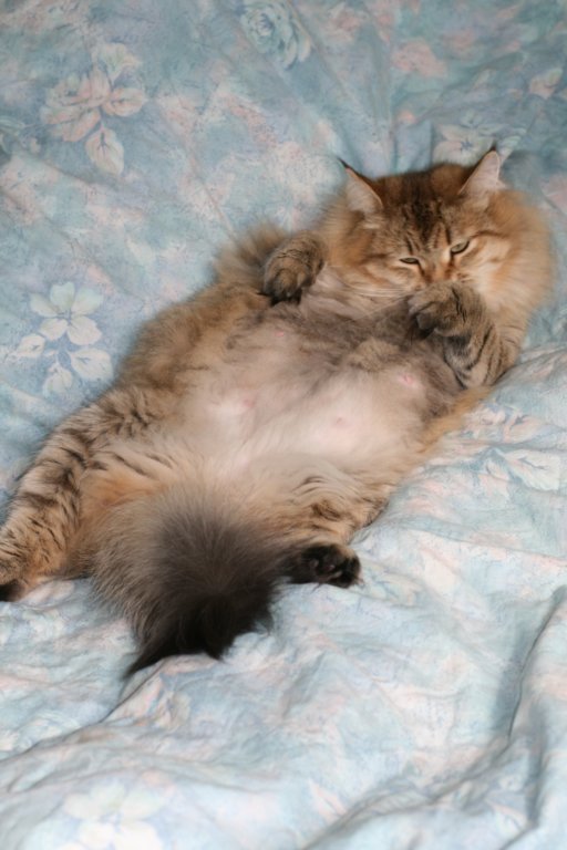 fiamurinneripregnant84201641.jpg