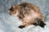 fiamurinneripregnant84201642_small.jpg