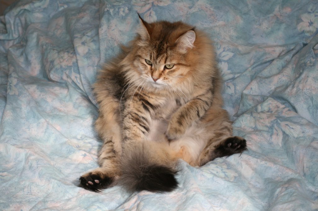 fiamurinneripregnant84201643.jpg