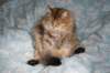 fiamurinneripregnant84201643_small.jpg