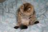 fiamurinneripregnant84201644_small.jpg