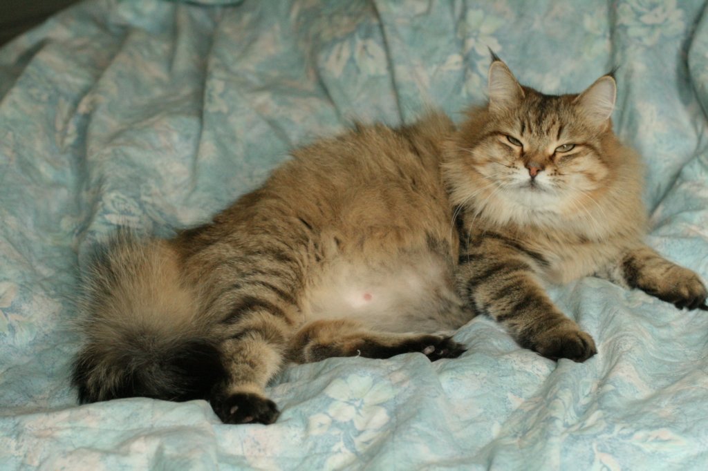 fiamurinneripregnant8420168.jpg