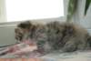 Photo Number 6