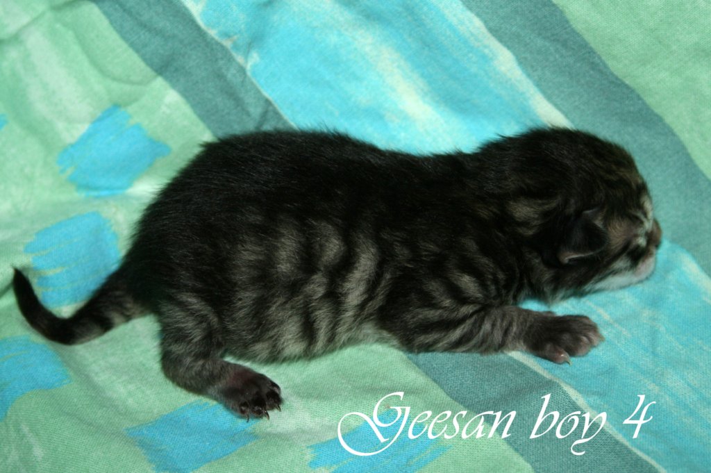 geesanboy4a.jpg