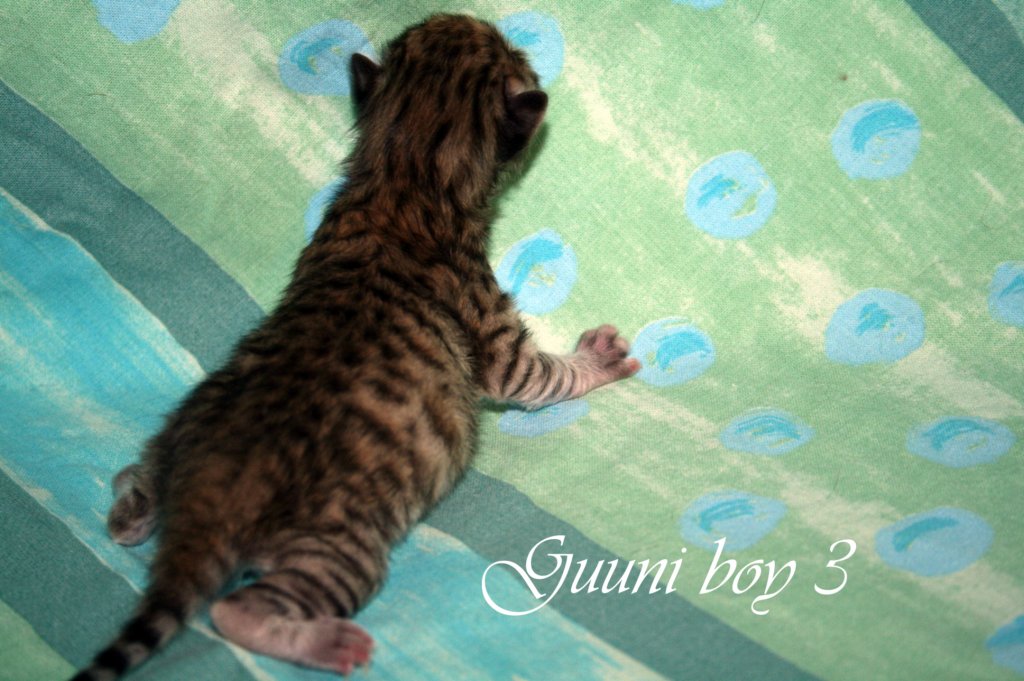 guuniboy3h.jpg