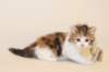 gabby12_small.jpg