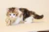 gabby2_small.jpg