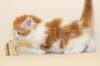 ganix8_small.jpg