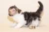 giuseppe12_small.jpg