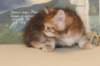 gracina95vi161210_small.jpg