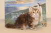 gracina95vi161211_small.jpg