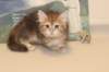 gracina95vi161213_small.jpg