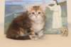 gracina95vi16122_small.jpg